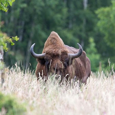 Bialowieski Raj Białowieża Dış mekan fotoğraf