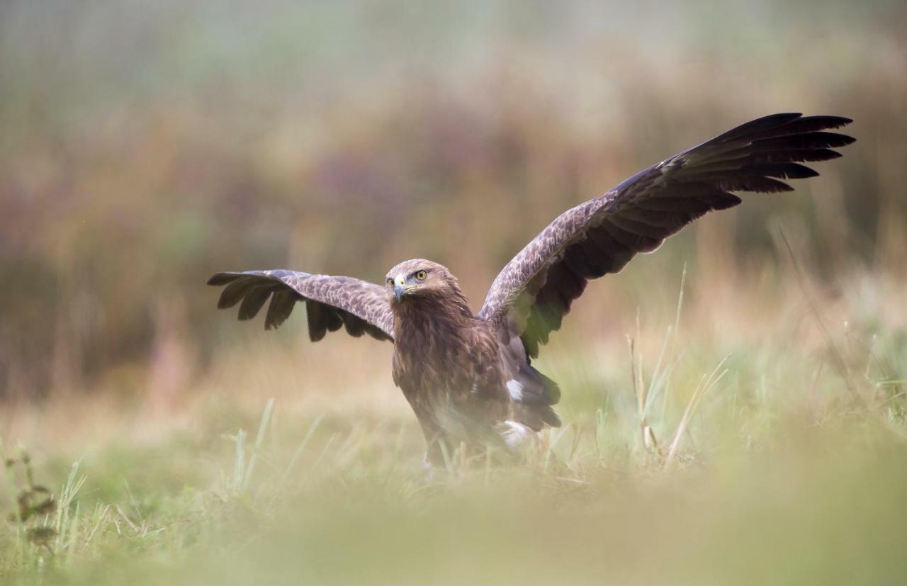Bialowieski Raj Białowieża Dış mekan fotoğraf