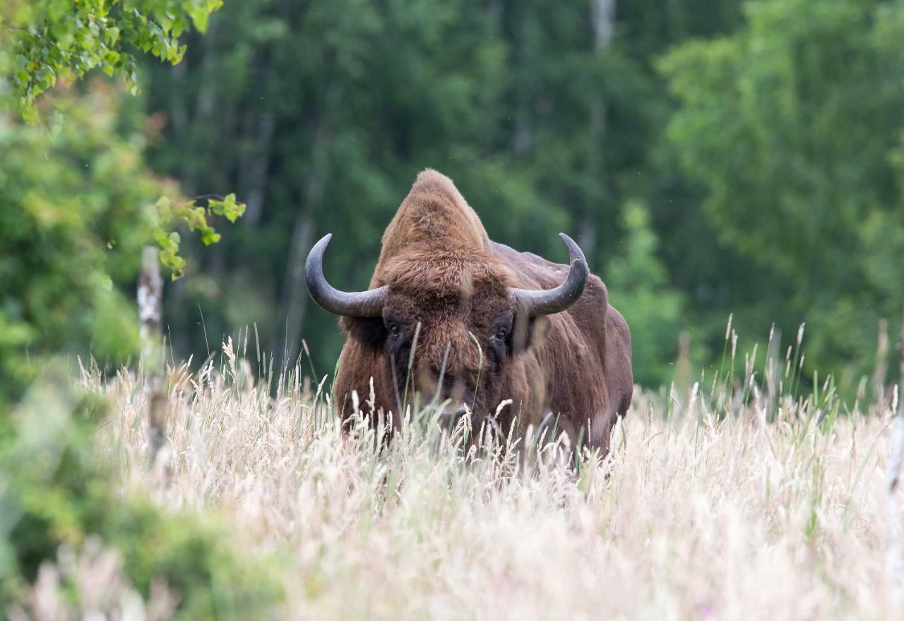 Bialowieski Raj Białowieża Dış mekan fotoğraf