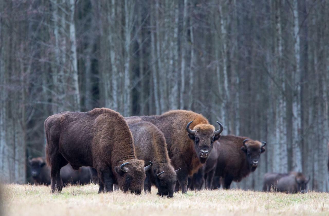 Bialowieski Raj Białowieża Dış mekan fotoğraf