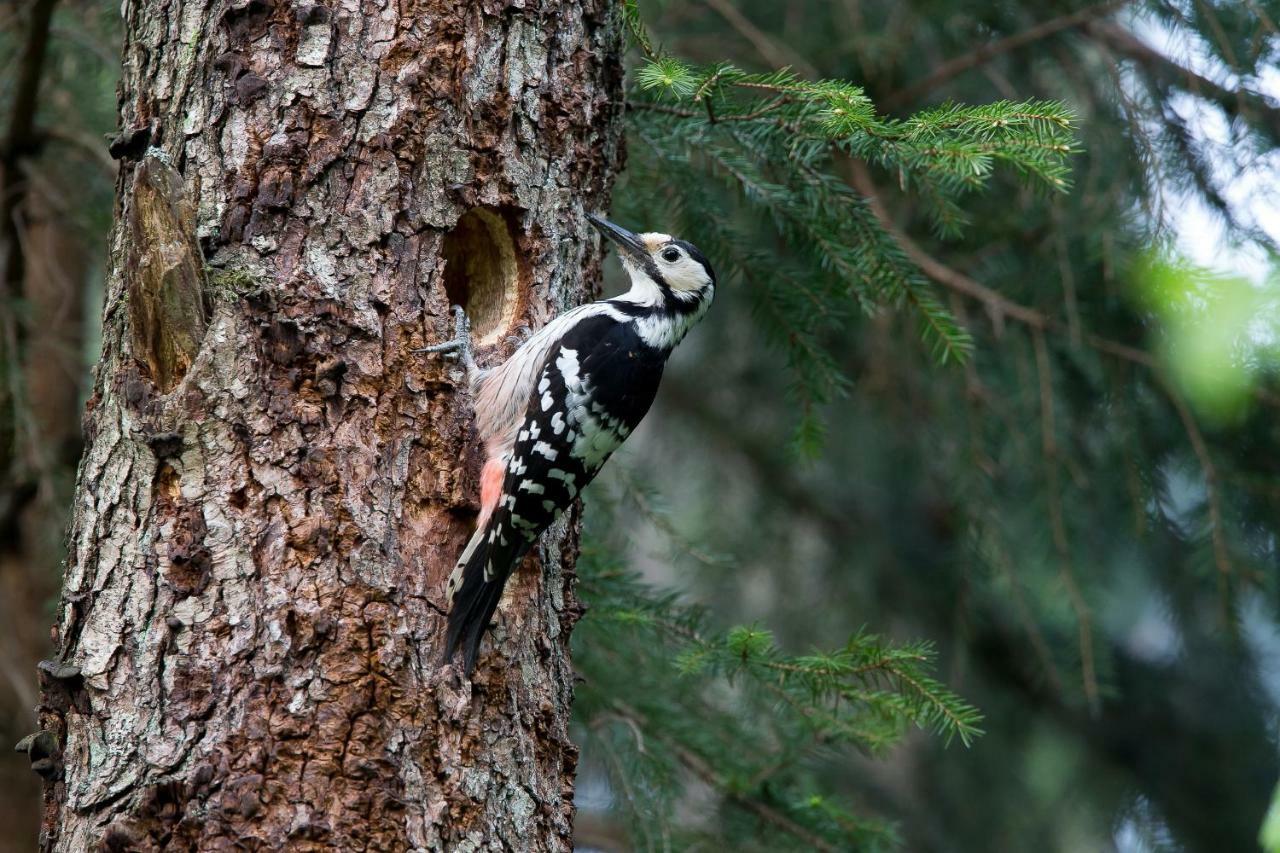 Bialowieski Raj Białowieża Dış mekan fotoğraf