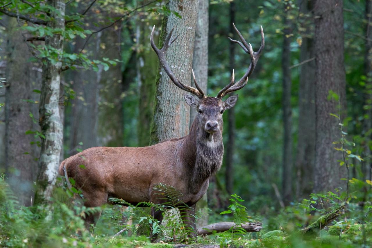 Bialowieski Raj Białowieża Dış mekan fotoğraf